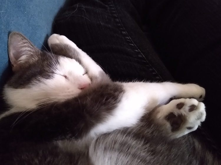 tangled-up sleeping cat