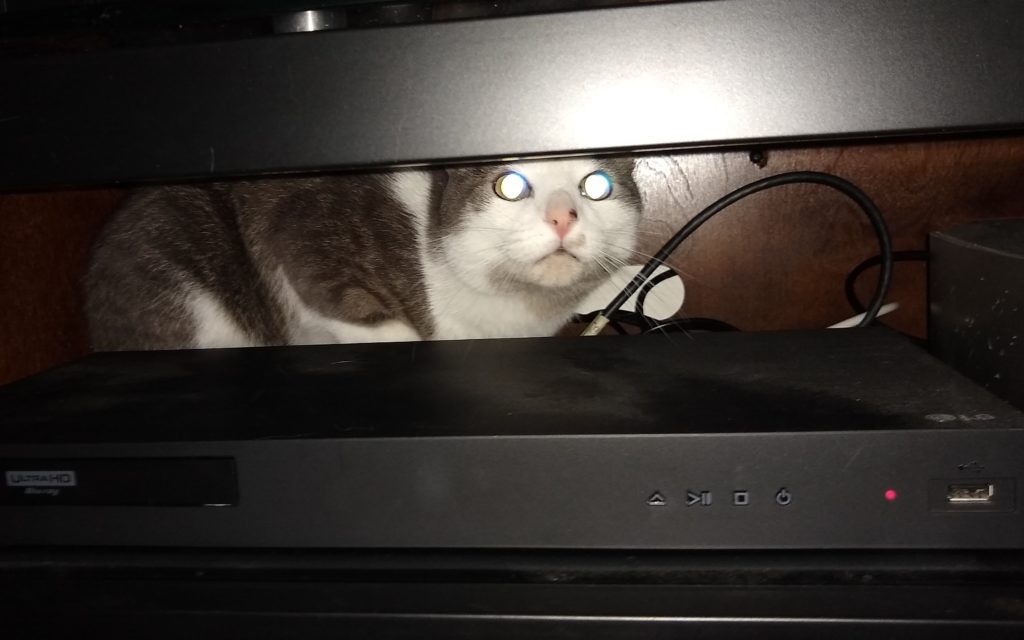 cat behind a blu-ray player