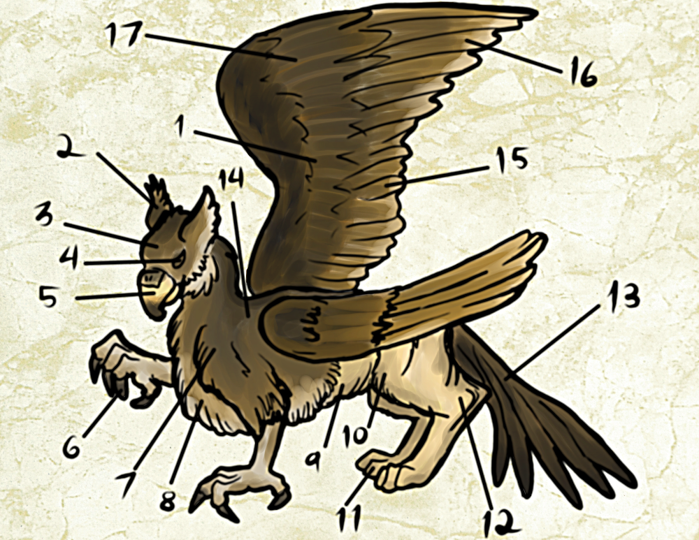diagram of gryphon